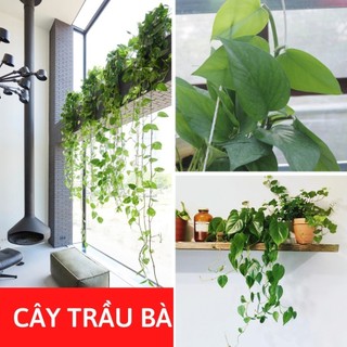 Cây trầu bà chậu treo cây trồng nội thất trang trí không gian xanh trong phòng làm việc giống trầu bà thái