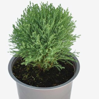Chậu cây tùng bồng lai LAFA Garden, kích thước 18-25cm tán tròn