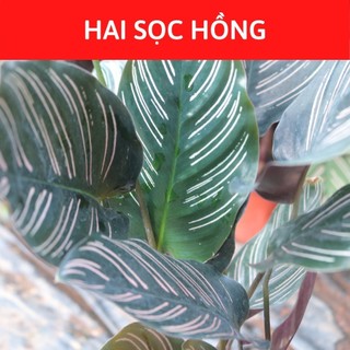 Cây đuôi công để bàn cây trồng nội thất chơi kiểng lá màu hồng hai sọc đẹp cây có bầu đất khỏe