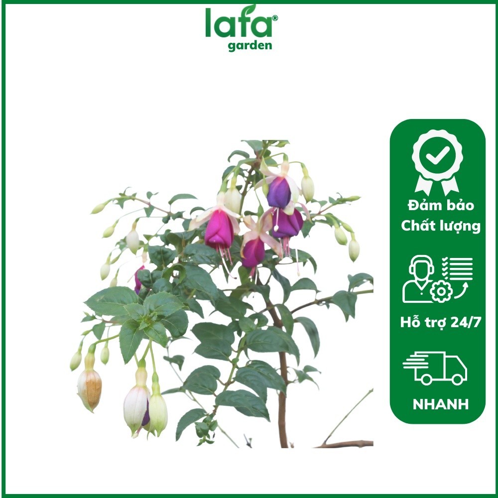 Chậu Hoa lồng đèn thân gỗ