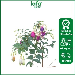 Chậu Hoa lồng đèn thân gỗ