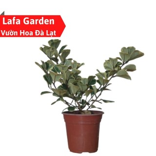 Cây bàng cẩm thạch lá tim, dòng cây cảnh kiểng lá có màu đẹp