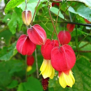 Chậu Hoa lồng đèn thân gỗ