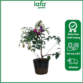 Chậu Hoa lồng đèn thân gỗ