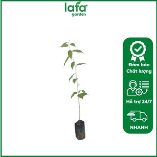 Cây hoa mai anh đào - Cây cao lớn