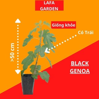 Cây Sung Mỹ LAFA GARDEN kích thước (40-60) cm, tùy chọn nhiều giống sung mỹ Black Genoa, Tiger, Stella, Jordan, VOB
