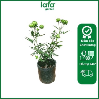 Cây hoa hồng xanh lá cây Jane Green - Cây lớn có bầu đất khỏe