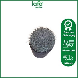 Xương rồng bánh sinh nhật, cây hình cầu đẹp