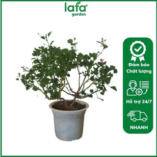 Cây hoa phong lữ mắt thần giống mới cây khỏe, nhiều cành nhánh