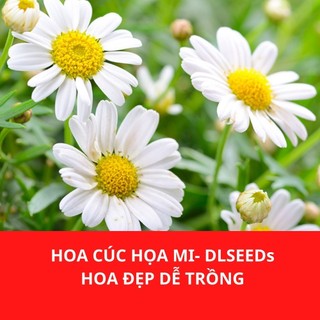 Hạt giống hoa cúc họa mi trắng  DLSeeds gói từ 150 - 200 hạt hoa màu trắng nhanh ra hoa