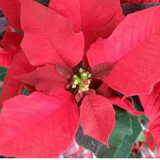 Hoa trạng nguyên lá đỏ, cây hoa trạng nguyên lá đỏ trang trí trong dịp lễ giáng sinh noel