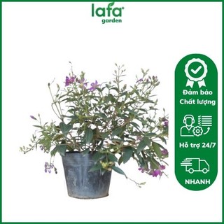 Cây hoa sim tím thái, kích thước (40-55cm), giống có nhiều nụ đẹp trồng cảnh quan sân vườn