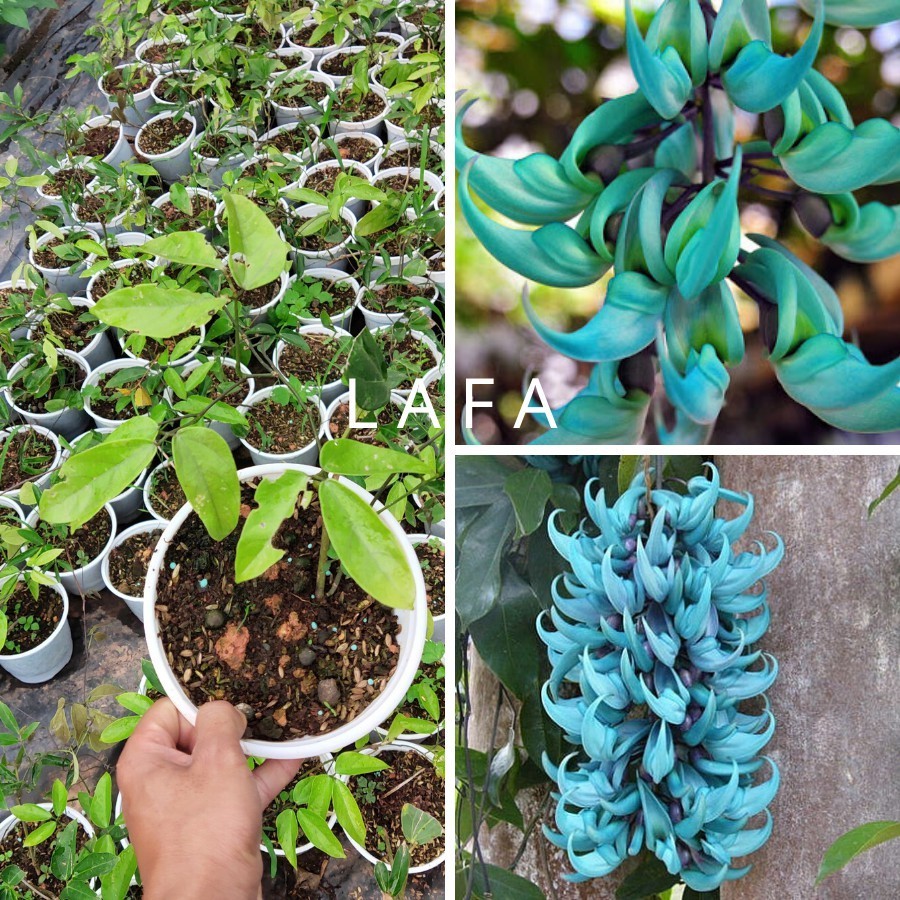 Hoa móng cọp xanh - cây có bầu đất khỏe mạnh