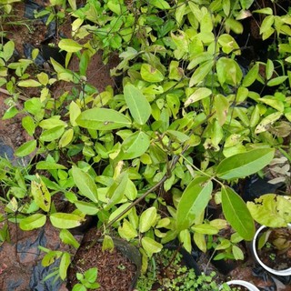 Hoa móng cọp xanh - cây có bầu đất khỏe mạnh