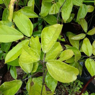Hoa móng cọp xanh - cây có bầu đất khỏe mạnh