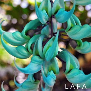Hoa móng cọp xanh - cây có bầu đất khỏe mạnh