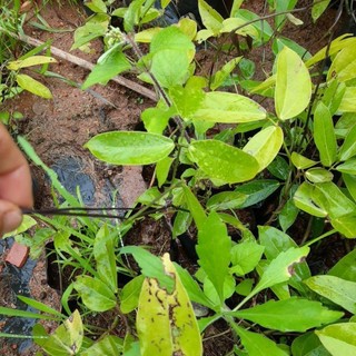 Hoa móng cọp xanh - cây có bầu đất khỏe mạnh