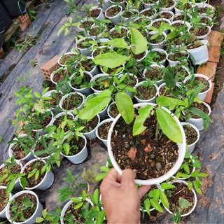 Hoa móng cọp xanh - cây có bầu đất khỏe mạnh
