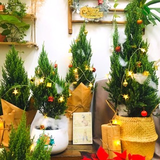 Cây sơn tùng trang trí noel, giống cây sơn tùng chịu nắng sống khỏe