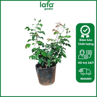 Hoa hồng ngoại Ramukan bông màu hồng đậm