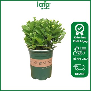 Chậu hoa sống đời LAFA GARDEN màu sắc đẹp, trang trí nhà cửa