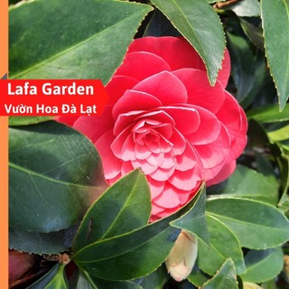 Hoa trà mi thân gỗ cao hơn 60cm ra hoa màu đỏ hồng, giống hoa trà mi nhiệt đới
