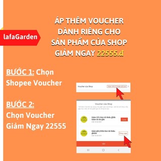 Hạt giống cà chua cherry đỏ (0.1G#lafa