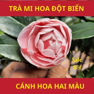 Cây hoa trà mi hoa đột biến màu sắc đẹp cây trang trí dịp tết