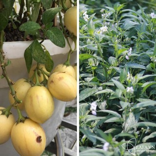 Dưa pepino giống