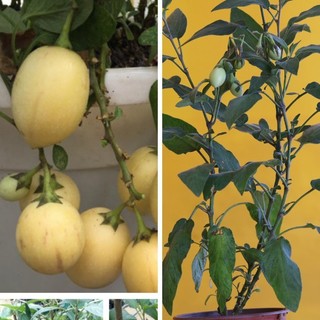 Dưa pepino giống