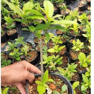Cây hoa mai xanh - Combo 5 cây