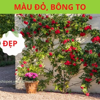 Cây hoa hồng leo Red Eden - hoa leo giàn khỏe bông màu đỏ, ra hoa chùm 9 đến 13 bông