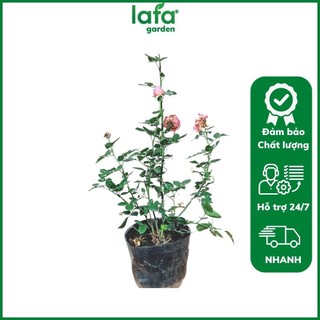 Cây giống hoa hồng leo kích thước( 45-60cm), tùy chọn màu, đỏ, cam, vàng, đỏ sọc, hồng