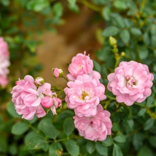 Cây hoa hồng Anh Fairy Rose - Cây có bầu đất khỏe mạnh