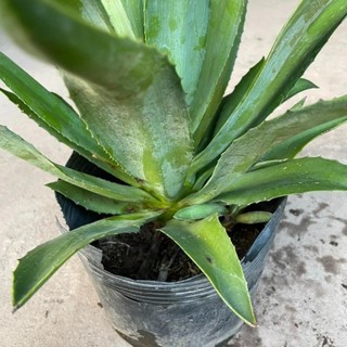 Cây dứa ngọc giá 31
