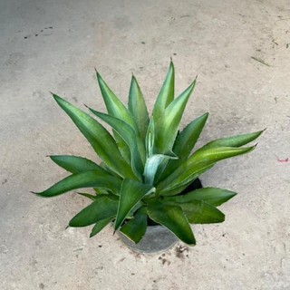 Cây DỨA NGỌC GIÁ cao 20-25cm [sp25]