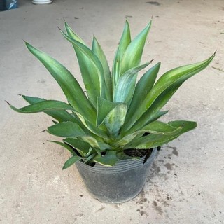 Cây DỨA NGỌC GIÁ cao 20-25cm [sp25]