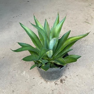 Cây DỨA NGỌC GIÁ cao 20-25cm [sp25]