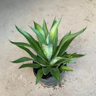 Cây DỨA NGỌC GIÁ cao 20-25cm [sp25]