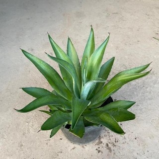 Cây DỨA NGỌC GIÁ cao 20-25cm [sp25]
