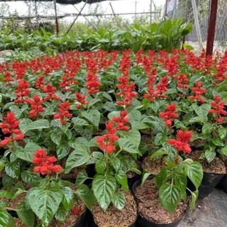 Cây Hoa XÁC PHÁO, cao 12-15cm, hoa nở đẹp ((Chỉ giao miền Bắc+Bắc miền Trung))