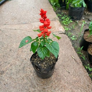 Cây Hoa XÁC PHÁO, cao 12-15cm, hoa nở đẹp ((Chỉ giao miền Bắc+Bắc miền Trung))