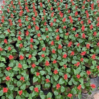 Cây Hoa XÁC PHÁO, cao 12-15cm, hoa nở đẹp ((Chỉ giao miền Bắc+Bắc miền Trung))