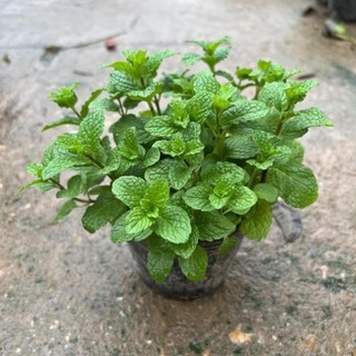 Cây rau húng lủi tán dày cao 10cm, cây gia vị kèm món ăn hàng ngày 31