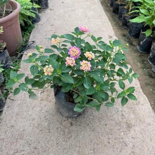 Cây ngũ sắc hồng 31
