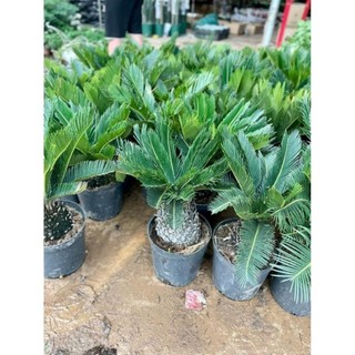 Cây vạn tuế size củ to 60-70cm, mang nhiều ý nghĩa phong thủy tốt 31