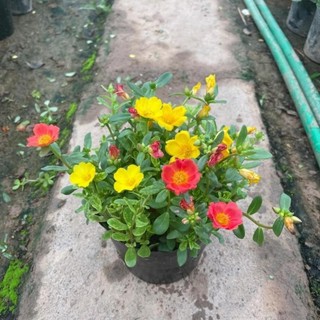Cây hoa sam thái mix nhiều màu trồng bịch nhiều ngọn xum xuê 31