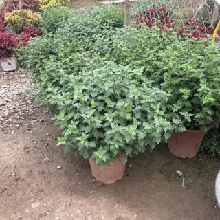 Cây hoa Cúc thân gỗ dáng Tree màu vàng 29
