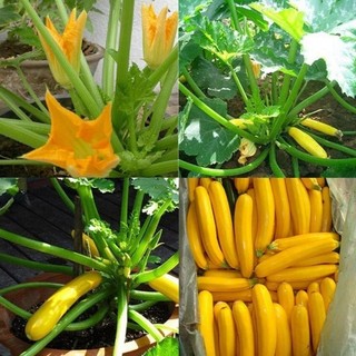 Hạt giống bí ngòi vàng gói 1g 🍈🍈🍈