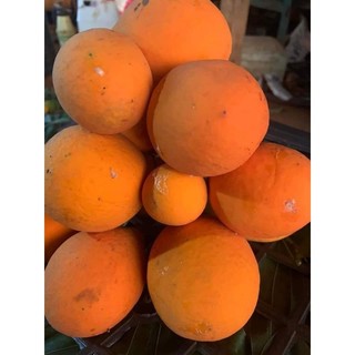 Cây giống gùi rừng cây cao 30cm